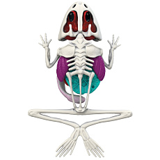 Simba Objevuj Pitva Žáby