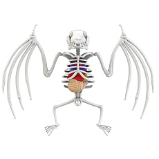 Simba Objevuj Pitva Netopýra