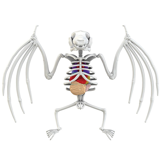 Simba Objevuj Pitva Netopýra