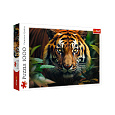 Puzzle Divoký Tygr 1000 dílků 68,3x48cm v krabici 40x27x6cm