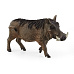 Schleich 14843 Zvířátko - prase bradavičnaté