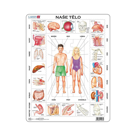 Dino NAŠE TĚLO 35 d. EDU Puzzle Dino NAŠE TĚLO 35 d. EDU Puzzle