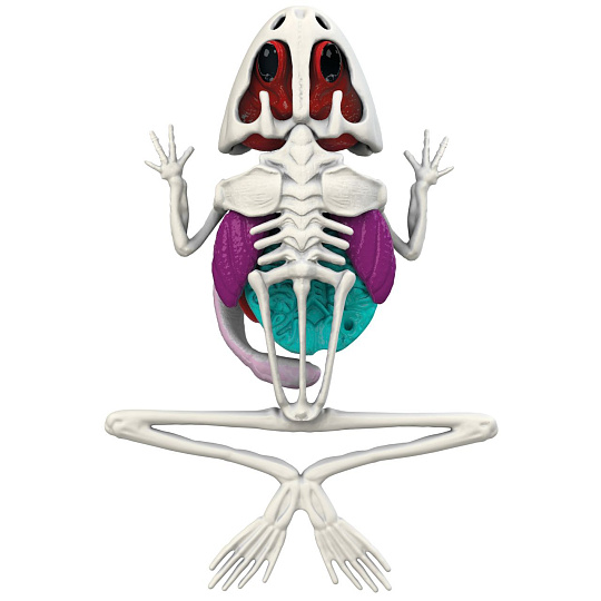 Simba Objevuj Pitva Žáby