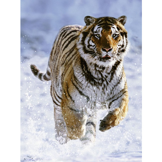 Ravensburger Tygr na sněhu 500 dílků